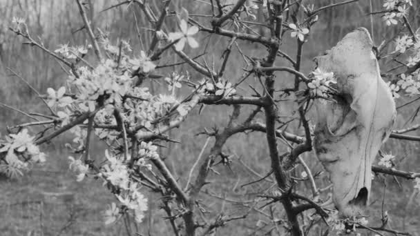 Blooming Spring Tree Hanging Dog Skull Forest Black White — Stock Video