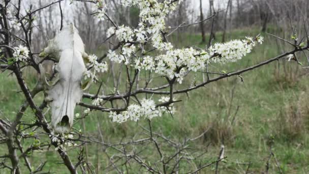 Pohon Dengan Tengkorak Anjing Atasnya Hutan Musim Semi — Stok Video