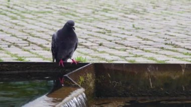 Bir şehir güvercini şehirde bir su kaynağı buldu ve su içmek istiyor.