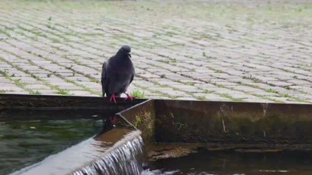 Pombo Encontrou Uma Fonte Água Cidade Quer Beber — Vídeo de Stock