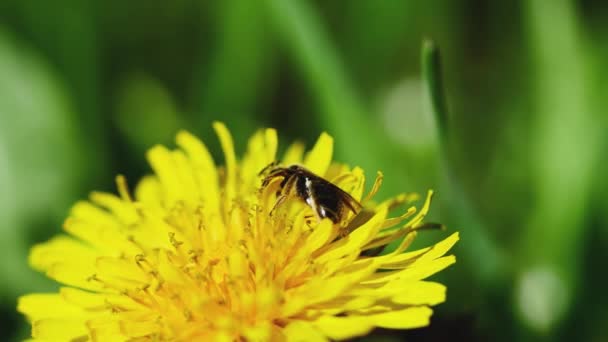 Небольшое Крылатое Насекомое Похожее Пчелу Собирает Пыльцу Желтого Одуванчика — стоковое видео