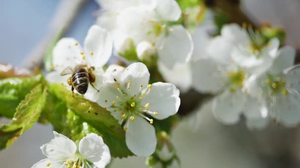 Uma Abelha Voa Uma Flor Florescente Uma Árvore Frutífera Jardim — Vídeo de Stock