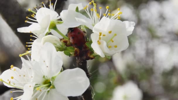 Ladybug Branch Blooming Flowers Spring Forest — Stock Video