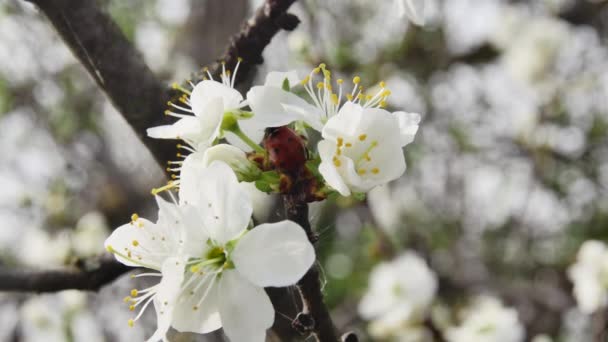 Marienkäfer Auf Einem Zweig Mit Blühenden Blumen Wald — Stockvideo