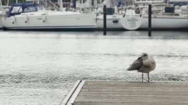 Flensburg, Almanya - 29 Temmuz 2023. Limandaki martı yelkenli yatların arka planına karşı.