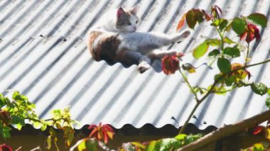 Kedi kendini ısıtır ve memnun bir şekilde çatıda yuvarlanır.