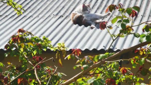 Stray Cat Warms Itself Rolls Roof — Stock Video