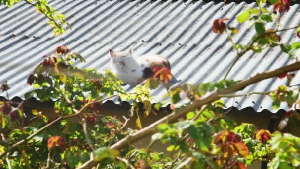 野良猫は納屋の屋根の上に自ら暖め 後ろのビュー — ストック動画