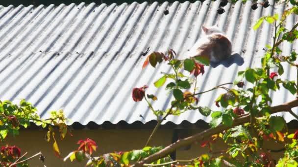 지붕에 태양에 평범한 고양이 바구니 — 비디오