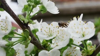Beyaz çiçeklerle dolu bir bahar dalındaki bal arısı yavaş çekimde nektar toplar.