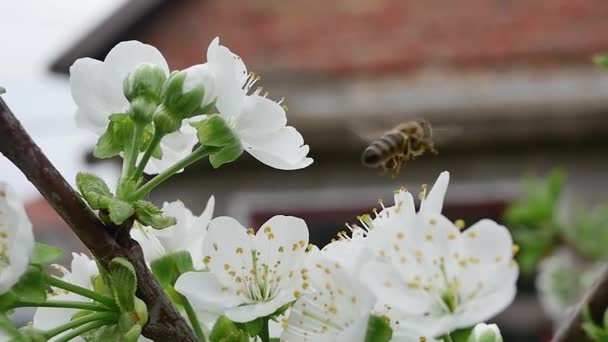 Μια Μέλισσα Ένα Ανοιξιάτικο Κλαδί Γεμάτο Λευκά Ανθισμένα Λουλούδια Συλλέγει — Αρχείο Βίντεο