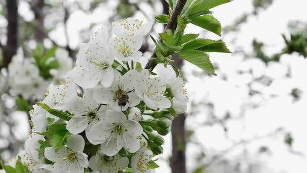 Uma Abelha Coleta Néctar Ramo Primavera Cheio Flores Brancas Voa — Vídeo de Stock