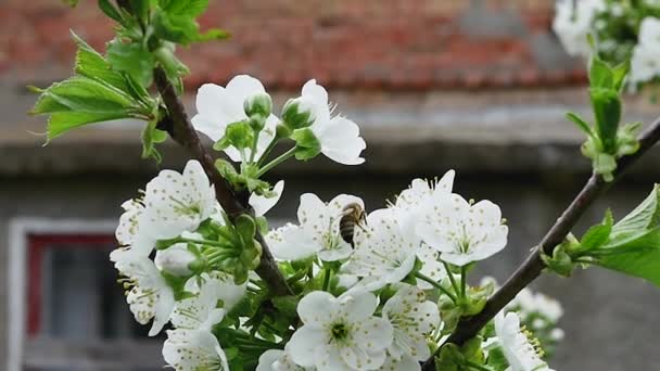 Uma Abelha Mel Ramo Primavera Cheio Flores Brancas Recolhe Néctar — Vídeo de Stock