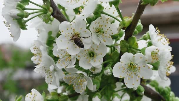Uma Abelha Coleta Néctar Ramo Primavera Cheio Flores Florescentes Câmera — Vídeo de Stock