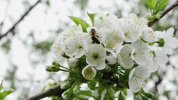 Abelha Mel Coletando Néctar Ramo Primavera Cheio Flores Brancas Florescendo — Vídeo de Stock