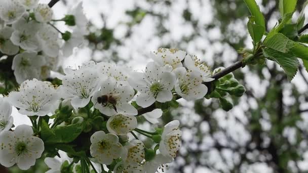 Abelha Mel Coletando Néctar Jardim Ramo Primavera Cheio Flores Floridas — Vídeo de Stock