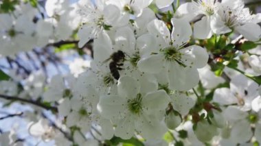 Bir arı, çiçeklerle dolu bir meyve dalından yavaş çekimde nektar toplar.