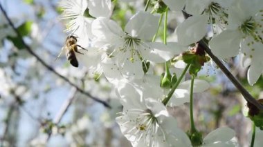  Bir arı, beyaz çiçeklerle dolu bir meyve dalından nektar toplar, bulanık bir arka planda, yavaş çekimde.