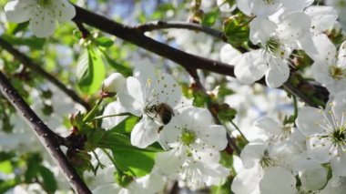 Bir arı çiçeklerle dolu bir meyve dalından yavaş çekimde nektar toplar.