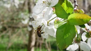 Bir arı, ormanda açmakta olan beyaz bahar çiçekleriyle dolu bir meyve dalından nektar toplar, bulanık bir arka planda, yavaş çekimde.