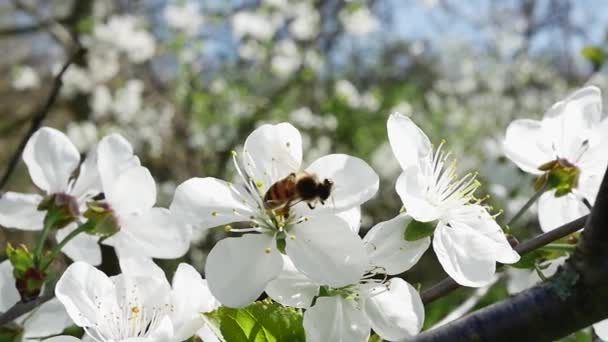 Včela Sbírá Nektar Větve Ovocného Stromu Plné Kvetoucích Jarních Květin — Stock video