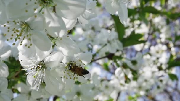 Een Bij Verzamelt Nectar Van Een Fruitboom Tak Vol Witte — Stockvideo