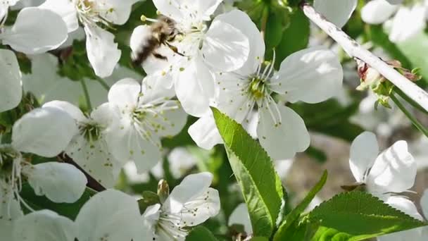 Uma Abelha Recolhe Néctar Ramo Árvore Frutífera Cheio Flores Brancas — Vídeo de Stock