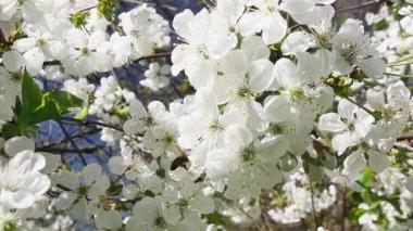 Çiçeklerle dolu bir dalın arkasında bir arı uçuyor, ağır çekimde..