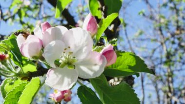 Ormanda gökyüzüne karşı bir arı ile çiçek açan elma ağacı.