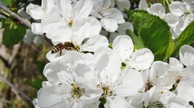 Ormanda açan bahar çiçekleriyle dolu bir meyve dalından nektar toplayan bir arının yan görüntüsü.