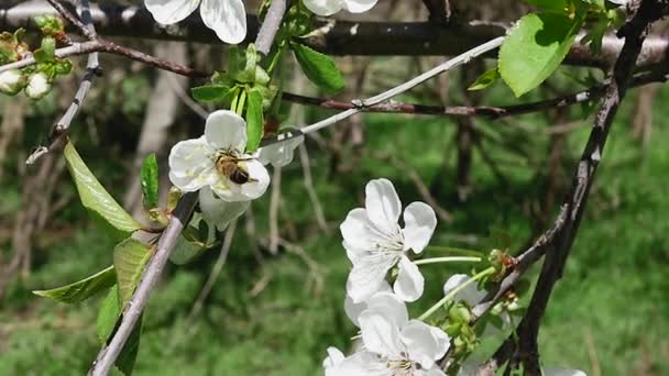 Včela Lese Sbírá Nektar Bílých Květinách Zpomaleném Filmu — Stock video