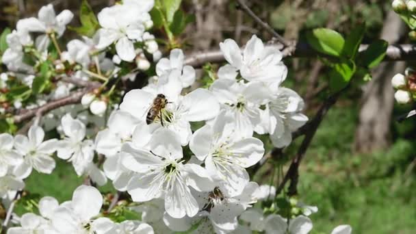 Μια Κοινή Μέλισσα Στο Δάσος Συλλέγει Νέκταρ Λευκά Λουλούδια Αργή — Αρχείο Βίντεο