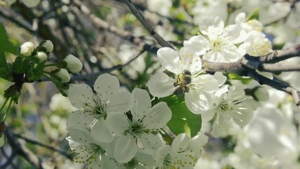 Μια Μέλισσα Στο Δάσος Συλλέγει Νέκταρ Λουλούδια Ένα Κλαδί Αργή — Αρχείο Βίντεο