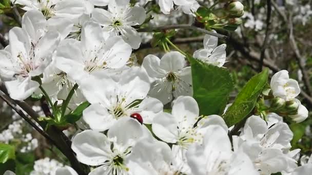 Ένα Κλαδί Γεμάτο Ανθισμένα Λευκά Λουλούδια Που Λικνίζονται Στον Άνεμο — Αρχείο Βίντεο