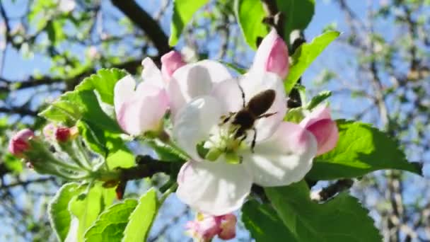 一朵盛开的苹果树花 蜜蜂在风中迎着森林中的天空摇曳 — 图库视频影像