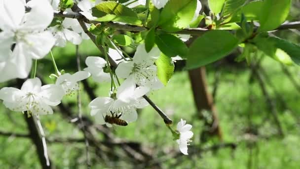 Visão Inferior Uma Abelha Coletando Néctar Uma Flor Uma Árvore — Vídeo de Stock