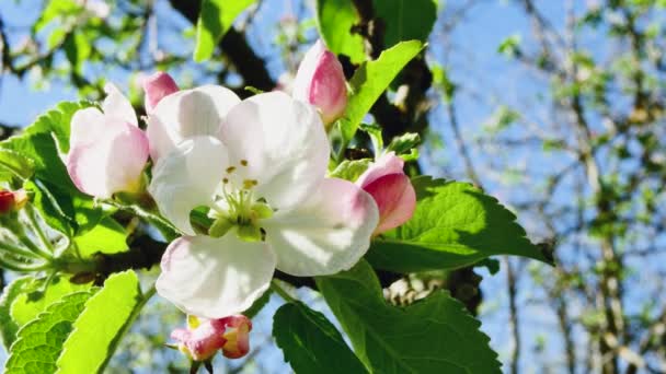 森の空に向かって咲くリンゴの木の花のクローズアップ — ストック動画