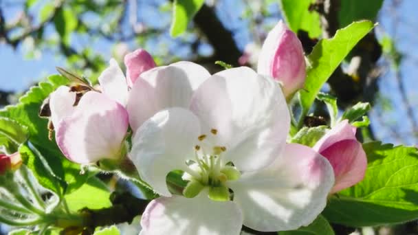 Close Uma Flor Macieira Florescendo Com Uma Abelha Contra Céu — Vídeo de Stock