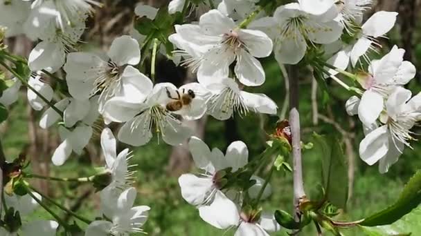 Abeja Bosque Recogiendo Néctar Flores Blancas Vista Trasera Cámara Lenta — Vídeo de stock