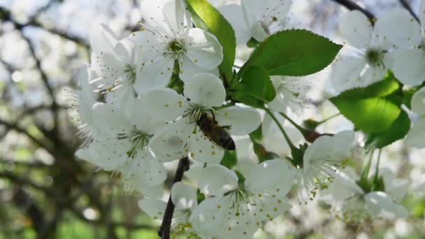 Visão Traseira Uma Abelha Coletando Néctar Ramo Árvore Frutífera Cheio — Vídeo de Stock