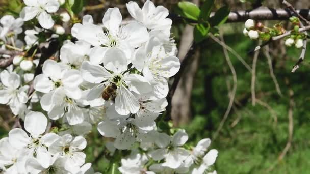 Honigbiene Wald Sammelt Nektar Auf Weißen Blüten Rückseite Zeitlupe — Stockvideo
