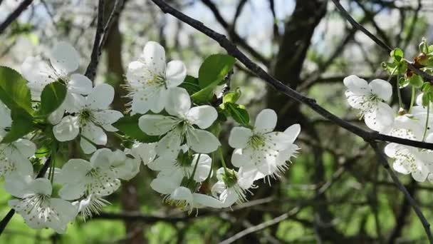 Flores Brancas Uma Árvore Fruto Balançando Vento Câmera Lenta — Vídeo de Stock