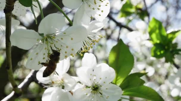 Πίσω Όψη Μέλισσας Που Συλλέγει Νέκταρ Από Κλαδί Οπωροφόρου Δένδρου — Αρχείο Βίντεο