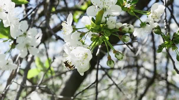 Вид Збоку Бджоли Збирає Нектар Квітки Фруктового Дерева Повільному Русі — стокове відео