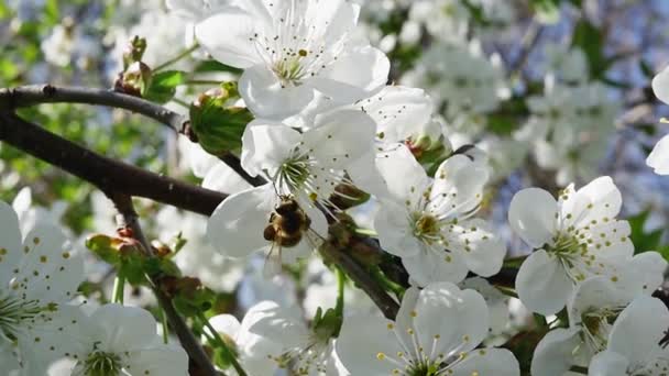 Zadní Pohled Včelu Sbírající Nektar Větve Ovocného Stromu Plné Bílých — Stock video