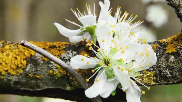 Close Ramos Primavera Floresta Com Flor Branca Florescendo — Vídeo de Stock