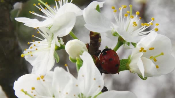 Mariquita Una Rama Primavera Con Flores Blancas Flor Bosque Primer — Vídeo de stock