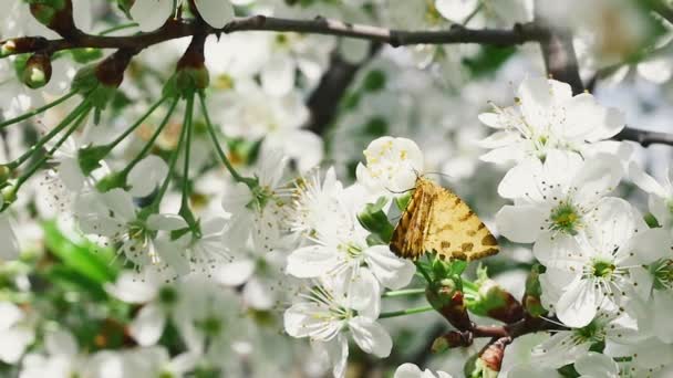 Καφέ Πεταλούδα Μαύρες Κηλίδες Κλαδί Οπωροφόρου Δένδρου Γεμάτο Λουλούδια Στον — Αρχείο Βίντεο