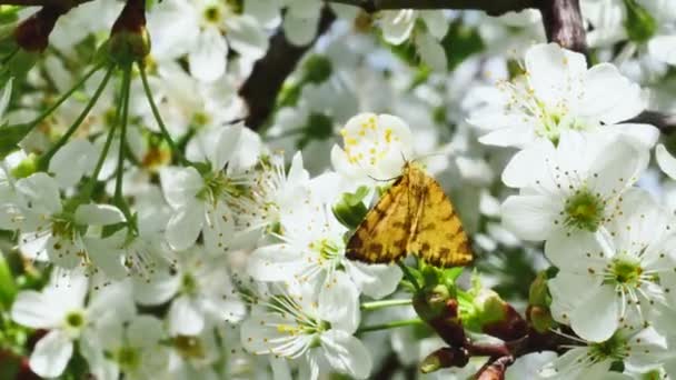 Hnědý Motýl Černými Skvrnami Větvi Ovocného Stromu Houpající Větru Živící — Stock video