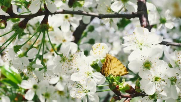 Hnědý Motýl Černými Skvrnami Jarní Větvi Ovocného Stromu Krmení Nektarem — Stock video